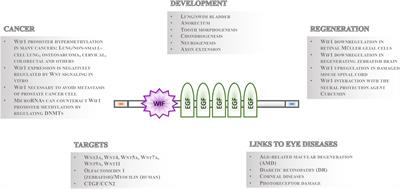 An Eye on the Wnt Inhibitory Factor Wif1